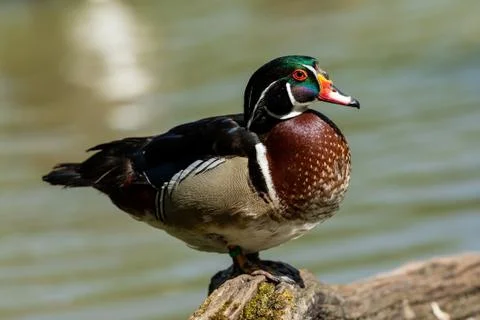 Wook duck on the tree Stock Photos