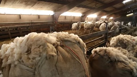 Wool in a bag, sheep in the background Stock Footage 46213804