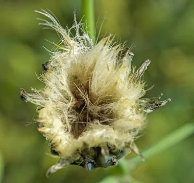 Wool ball plant Stock Photos