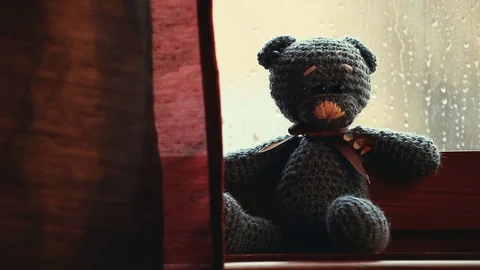 Wool Bear Rain Drops Window Stock Footage 88993777