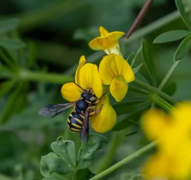 Wool carder bee Anthidium on lotus corniculatus blossom 库存照片