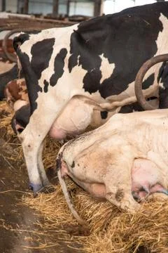 Wool cows close-up Stock Photos