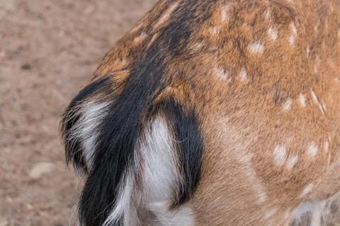 Wool of a deer close-up Stock Photos