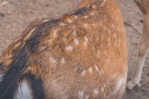 Wool of a deer close-up Stock Photos