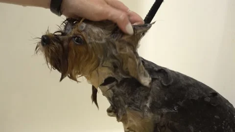 The wool on the ears of a Yorkshire terrier is washed in a groomer salon. Stock Footage 137886515