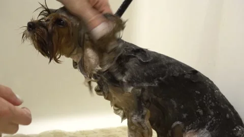 The wool on the ears of a Yorkshire terrier is washed in a groomer salon. Stock Footage 138928652