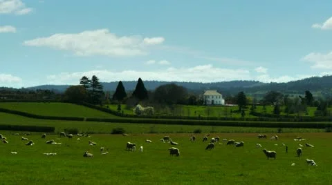 Wool farm in tasmania Stock Footage 12376913