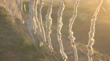 Wool on Fence Timelapse Video stock 86089583