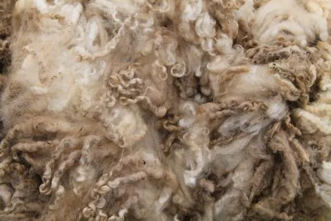 Wool Fleece. 写真素材