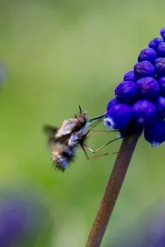 Wool float Stock Photos