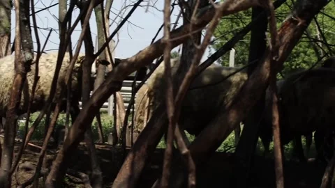 Wool Stock Footage 265070927