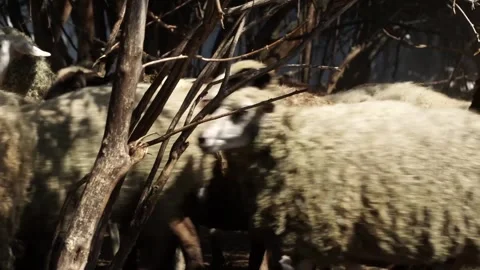 Wool Stock Footage 265070978