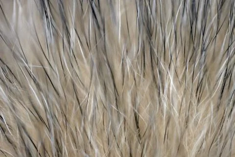 Wool fur of animals macro as background Stock Photos