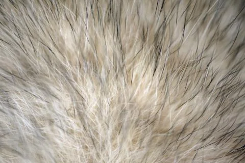Wool fur of animals macro as background Stock-Fotos