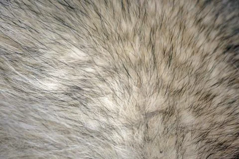 Wool fur of animals macro as background Foto stock