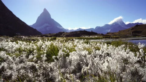 Wool grass and Riffelsee Stock Footage 156187929