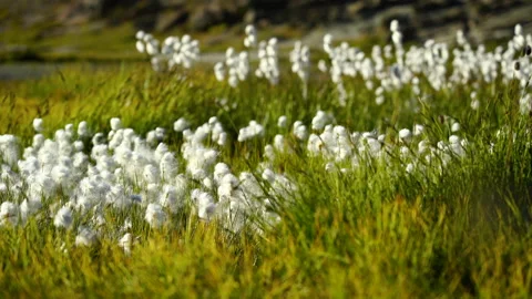 Wool grass and Riffelsee Stock Footage 156187970