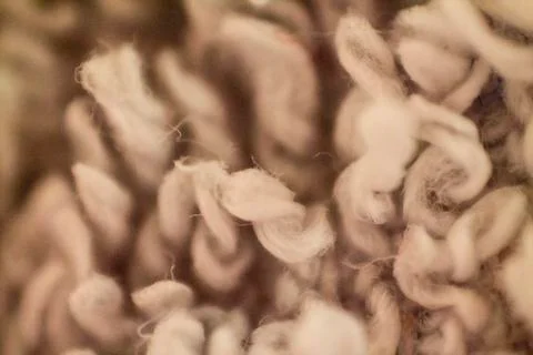 Wool Fotos de archivo