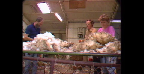 Wool Quality Checking in Shearing Shed (1980) Stock Footage 310221863