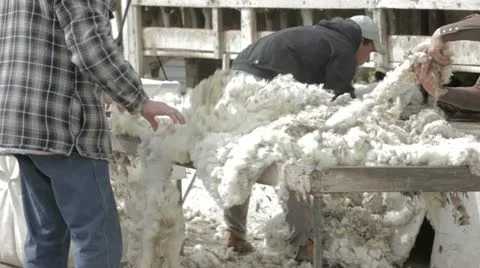Wool from sheared sheep sorted and graded for quality P HD 9563 Stock Footage