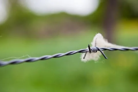 Wool of sheep on barbed wire Stock Photos