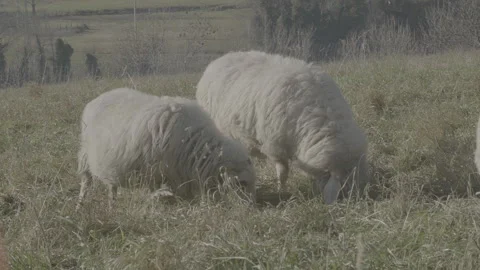 Wool sheep browse in a meadowland Stock Footage