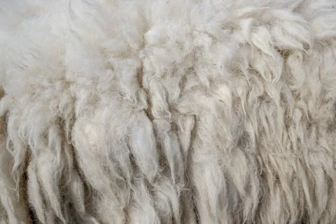 Wool sheep closeup for background ,Raw wool background. Also softness, warmne Foto stock