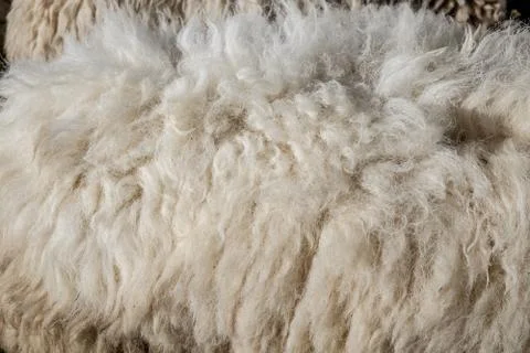 Wool sheep closeup for background ,Raw wool background. Also softness, warmne Stock-Fotos