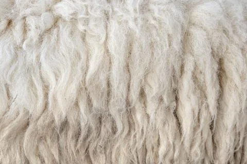Wool sheep closeup for background ,Raw wool background. Also softness, warmne Stock Photos