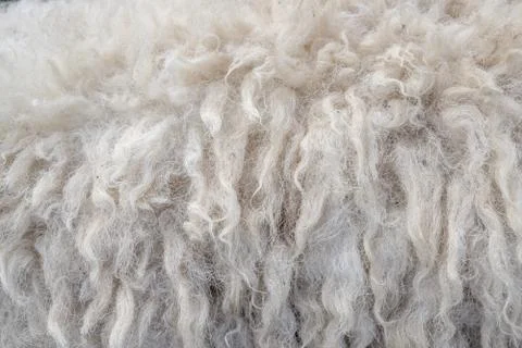 Wool sheep closeup for background ,Raw wool background. Also softness, warmne Stock Photos