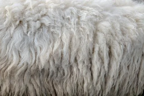 Wool sheep closeup for background ,Raw wool background. Also softness, warmne Stock Photos