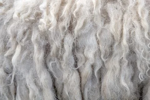 Wool sheep closeup for background ,Raw wool background. Also softness, warmne Stock Photos