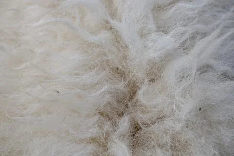 Wool sheep closeup for background ,Raw wool background. Also softness, warmne Stock Photos