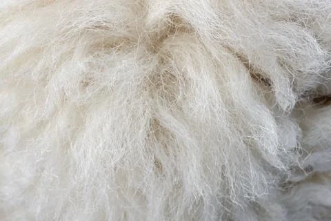 Wool sheep closeup for background ,Raw wool background. Also softness, warmne Stock Photos