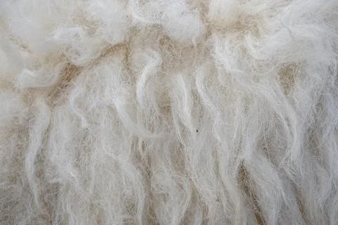 Wool sheep closeup for background ,Raw wool background. Also softness, warmne Stock Photos
