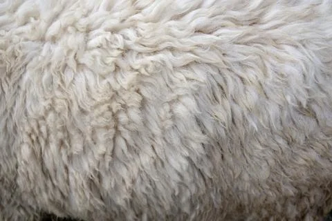 Wool sheep closeup for background ,Raw wool background. Also softness, warmne Fotos de archivo