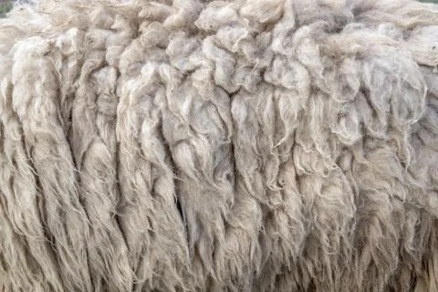 Wool sheep closeup for background ,Raw wool background. Also softness, warmne Stock Photos