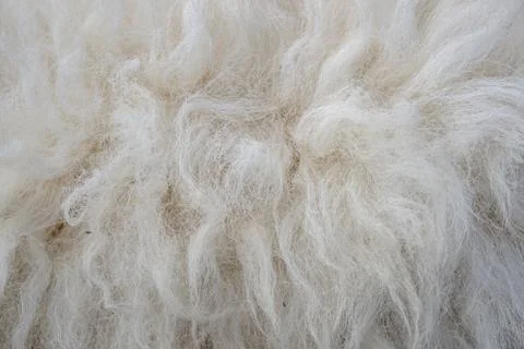 Wool sheep closeup for background ,Raw wool background. Also softness, warmne Stock Photos
