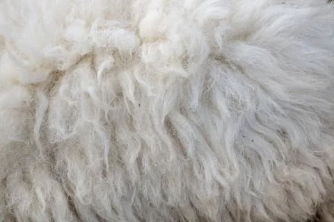 Wool sheep closeup for background ,Raw wool background. Also softness, warmne Stock Photos