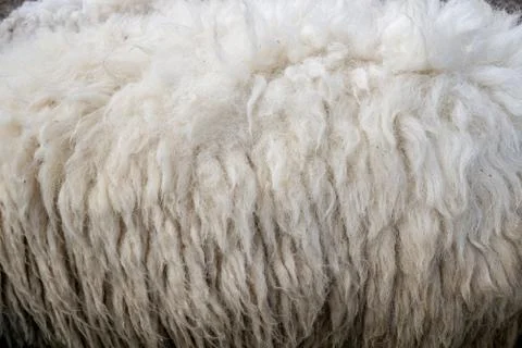 Wool sheep closeup for background ,Raw wool background. Also softness, warmne Stock Photos