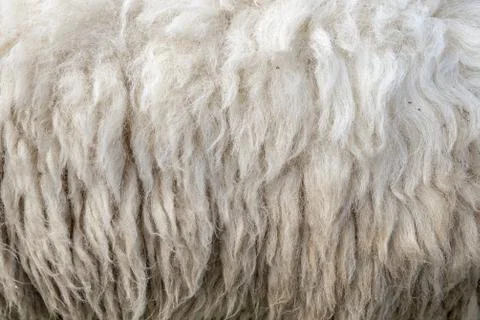Wool sheep closeup for background ,Raw wool background. Also softness, warmne Stock Photos