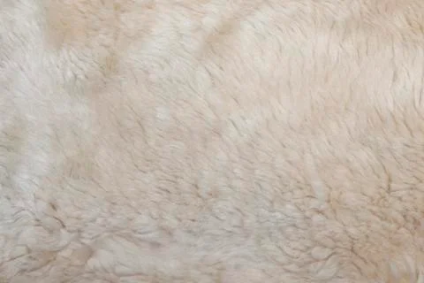 Wool sheep closeup Stock Photos