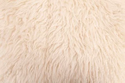 Wool sheep closeup Stock Photos