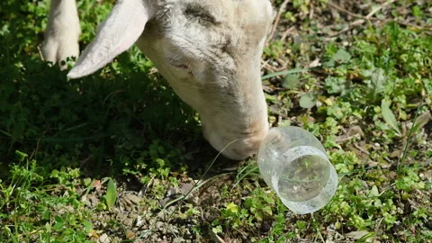 Wool sheep grazing on plastic contaminated meadow ecosystem,nature pollution Stock Footage 148892753