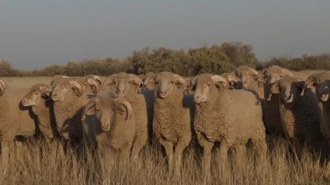 Wool sheep herd in the pasture Stock Footage 113187749