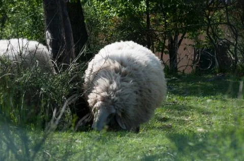 Wool sheep Stock Photos