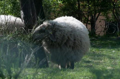 Wool sheep Stock Photos