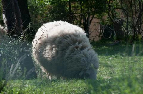 Wool sheep Stock Photos