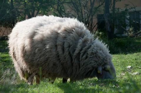 Wool sheep Stock Photos