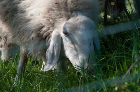 Wool sheep Stock Photos